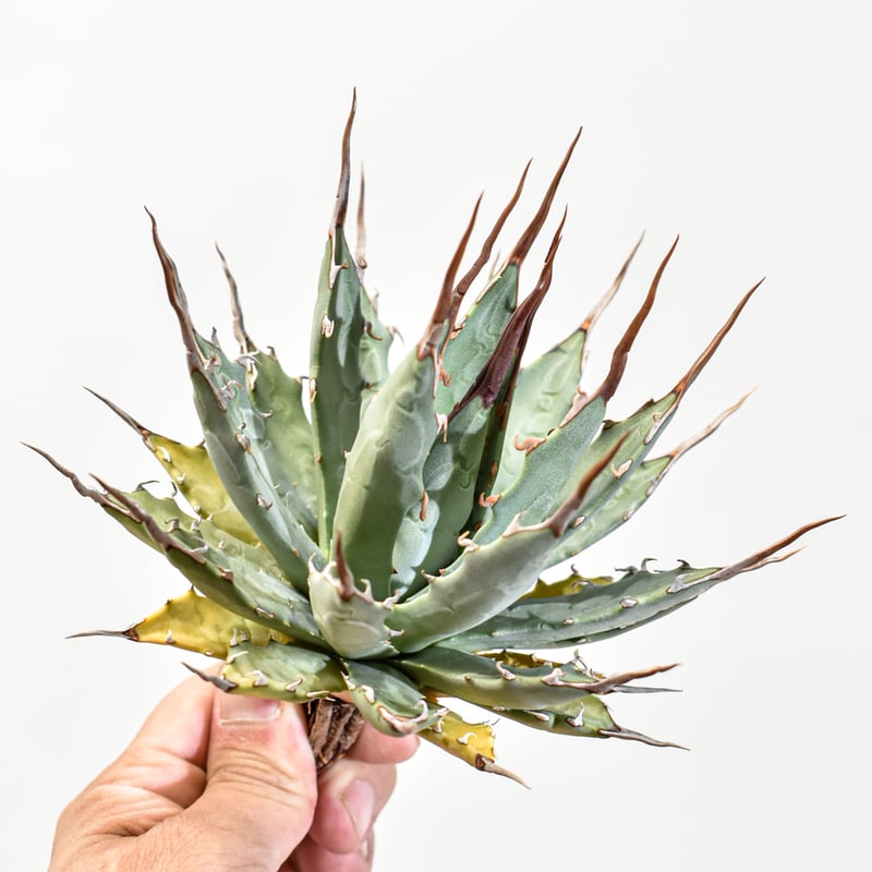 アガベ 中型 エボリスピナ 種子] アガベ エボリスピナ Agave utahensis var. eborispinaの