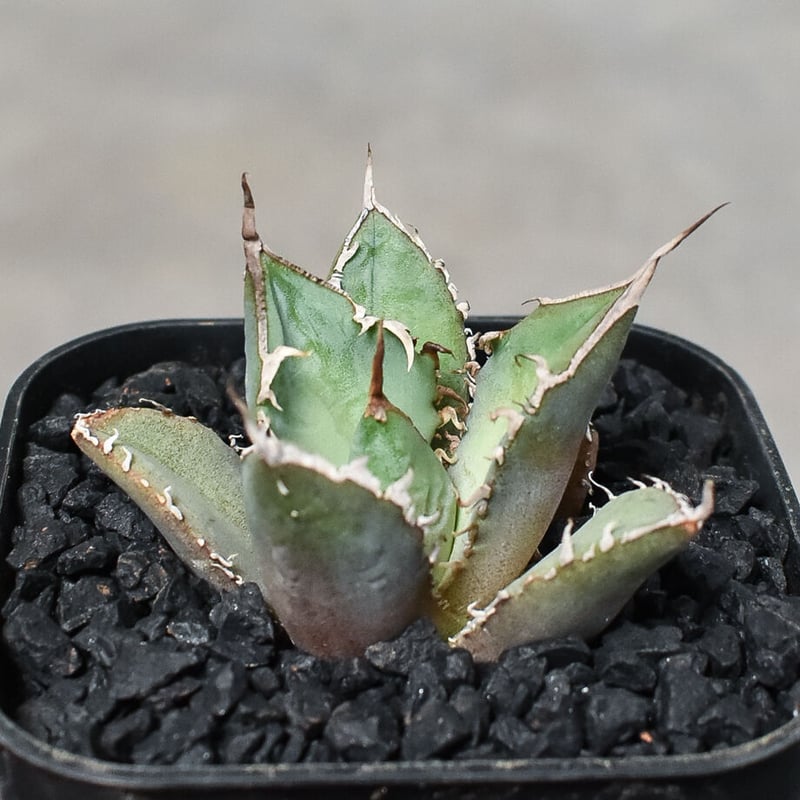 アガベ チタノタ 