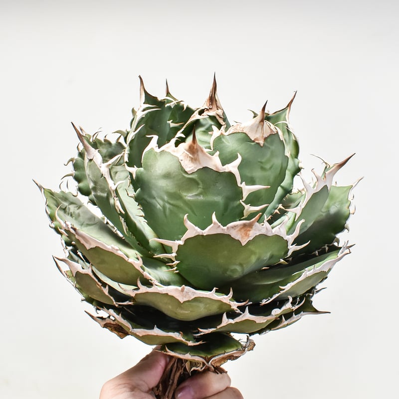 アガベ チタノタ オテロイ 