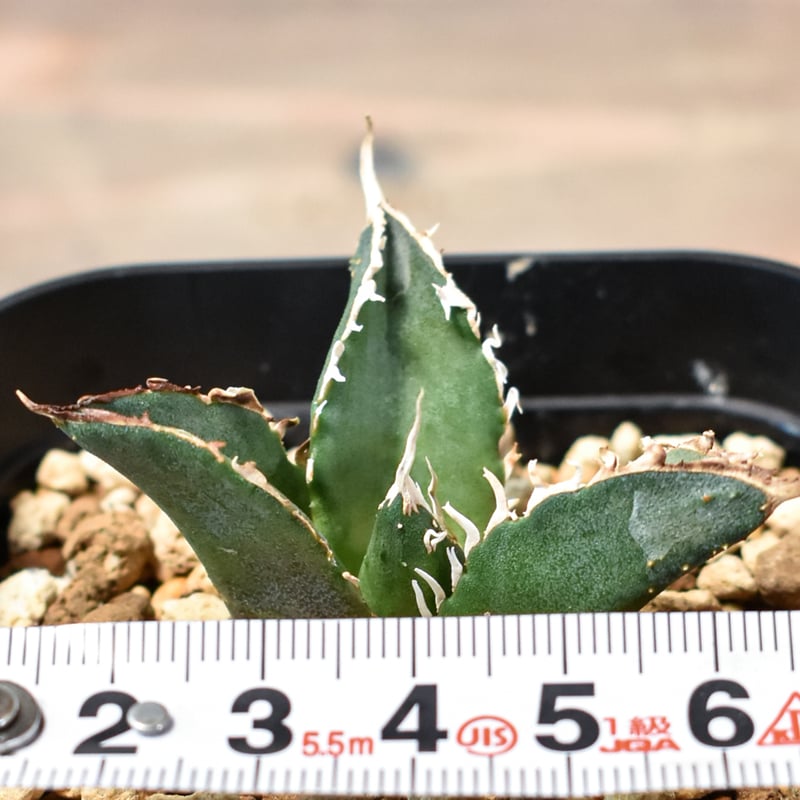 Sierra Mixteca Extra White Thorn 子株①(アガベ チタノタ 清 Sierra Mixteca Extra White Thorn 子株①(アガベ チタノタ 清