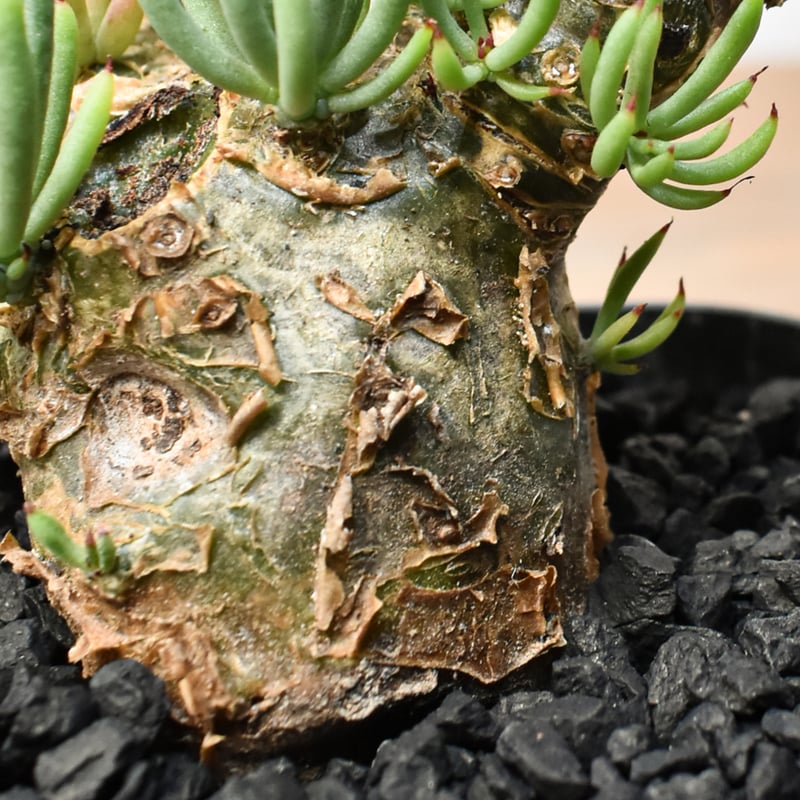 チレコドン ペアルソニー 