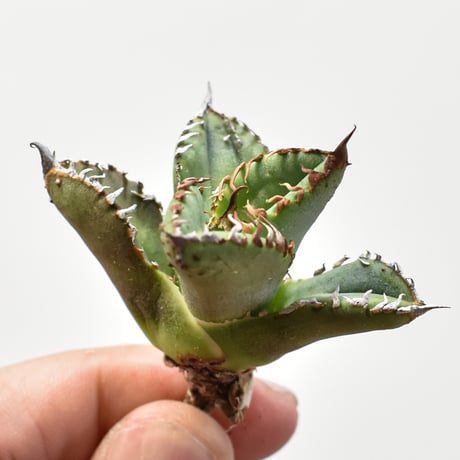 アガベチタノタ麻花龍