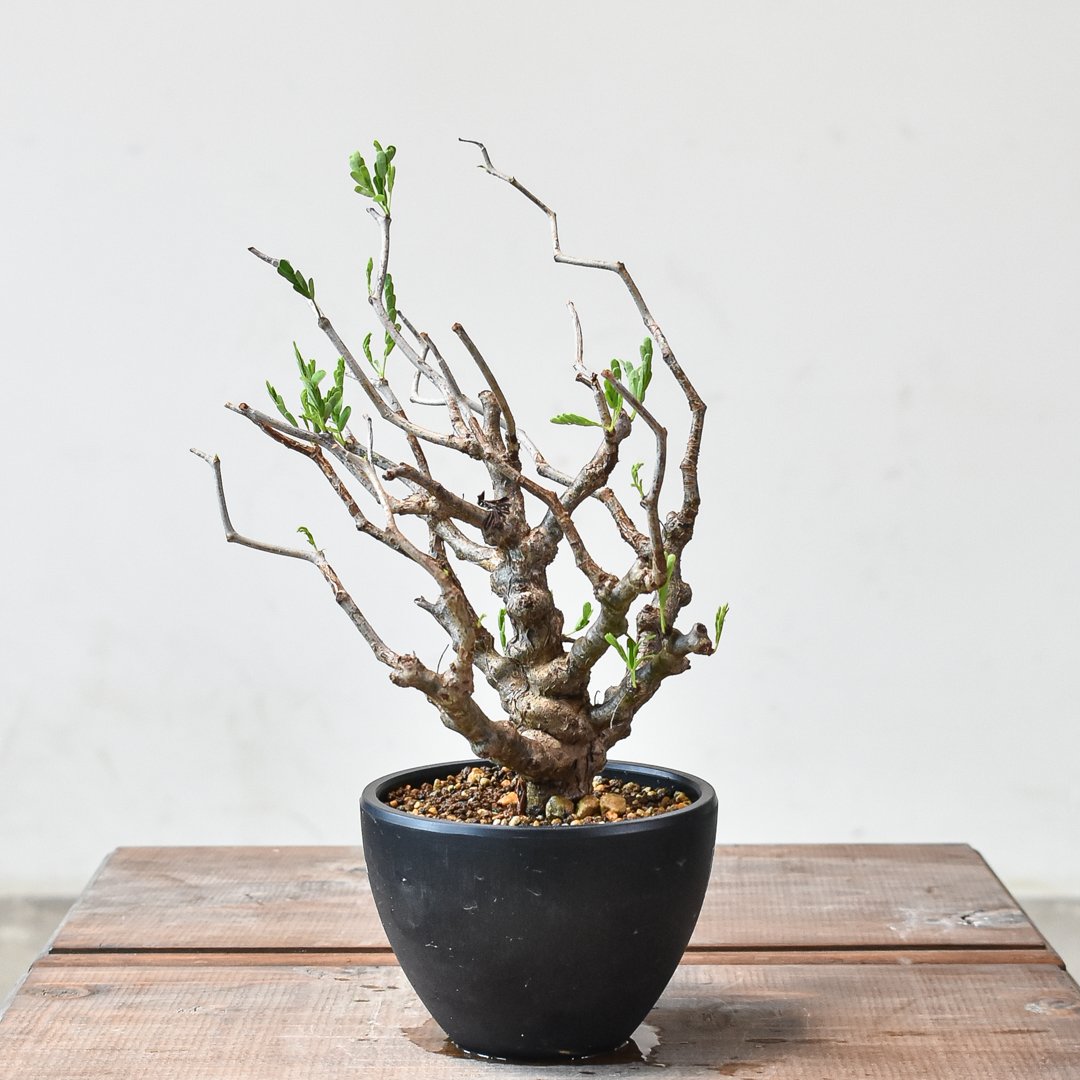 樹形最高☆早い者勝ち】センナ メリディオナリス 挿し木 鉢のまま発送！ 