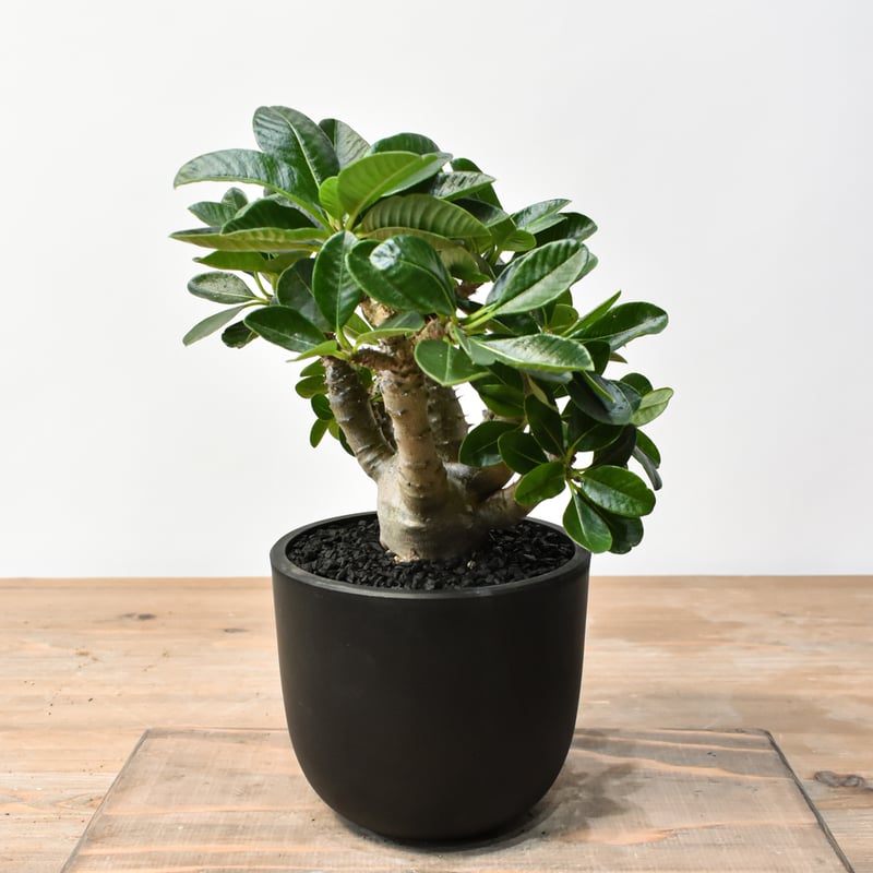 パキポディウム ウィンゾリー 