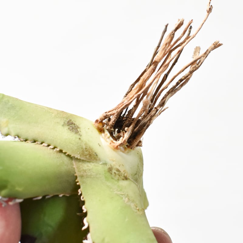 アガベ チタノタ 虎鯨 