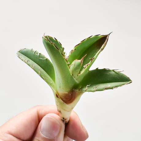 COK CG-01 子株 アガベ チタノタ 追星 COK CG-01 子株 ② - メルカリ