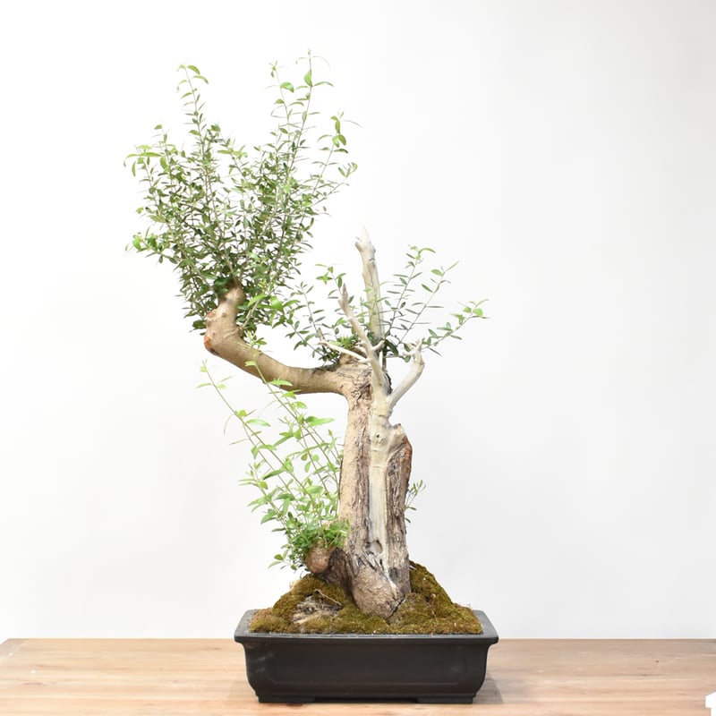 斑入りオリーブ切り枝　2本入 WACK” ON YOUR SIDE】オリーブ 