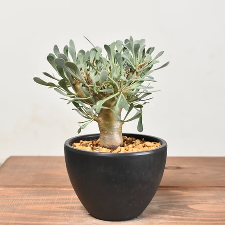 オトンナ ユーフォルビオイデス "黒鬼城" 【実生】HK232052