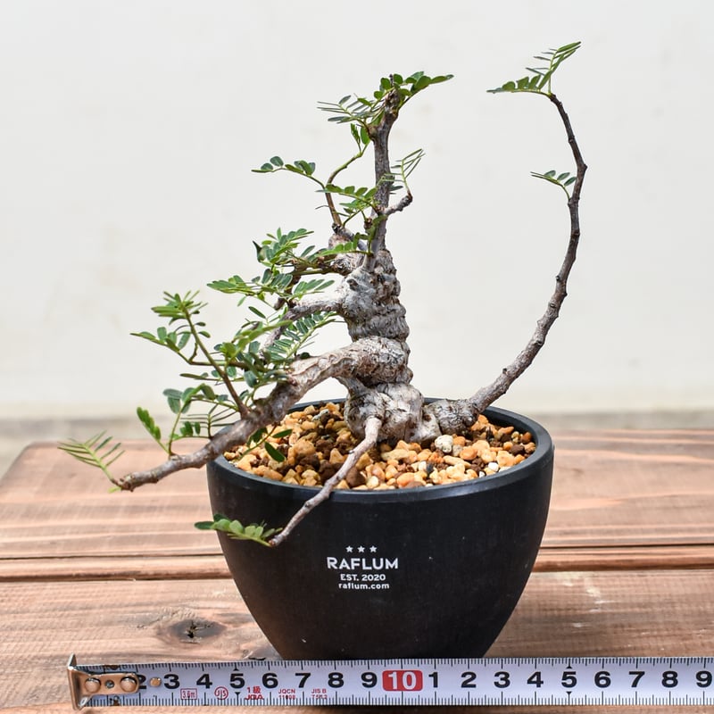 センナメリディオナリス 特大株 パキプス 塊根 現地球 灌木