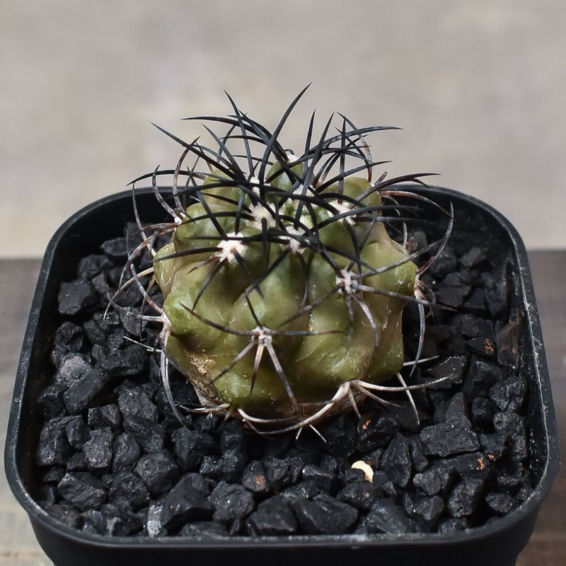 グリセオビオラセア 開花球 Copiapoa griseoviolacea 栗星玉 サボテン 