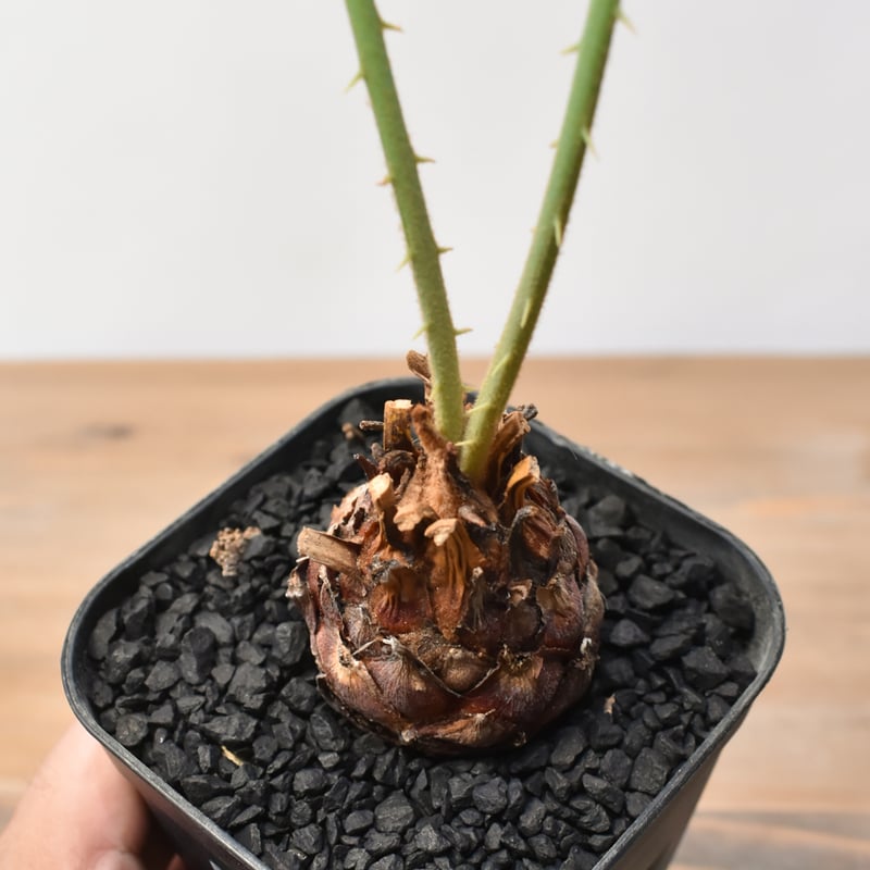 サイカス カイルンシアナ 【実生】RF25011360 | RAFLUM / ラフラム