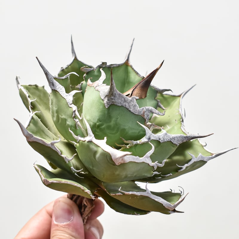 アガベ チタノタ 巨獣 【台湾 dragon agave産/抜き苗/中株】DG2401192