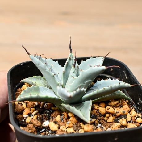 アガベ ハイブリット 日系イシスメンシス×象牙妖炎（陽炎エボリ）【台湾botanical_seeker産】RF25011386
