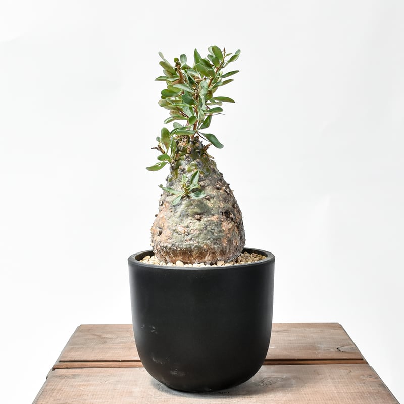 フォークイエリア コルムナリス 