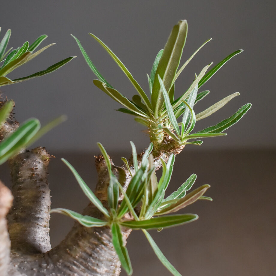 パキポディウム グラキリス 【イチ押し！パキポディウム系の人気者
