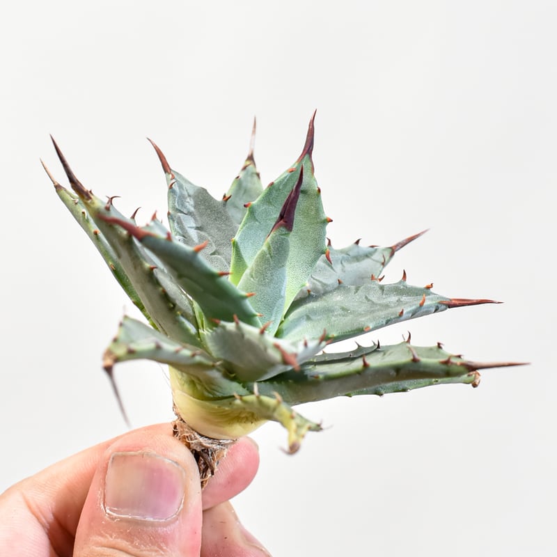 アガベ hybrid イシスメンシス×エボリスピナ/甲蟹X妖炎 【台湾 dragon