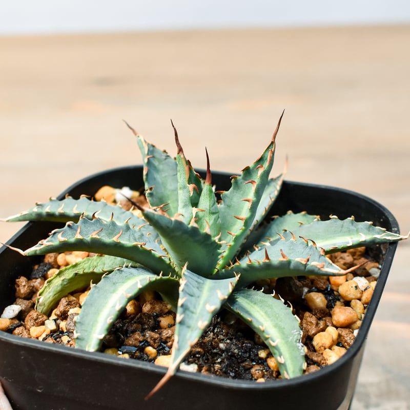 アガベ ハイブリット 