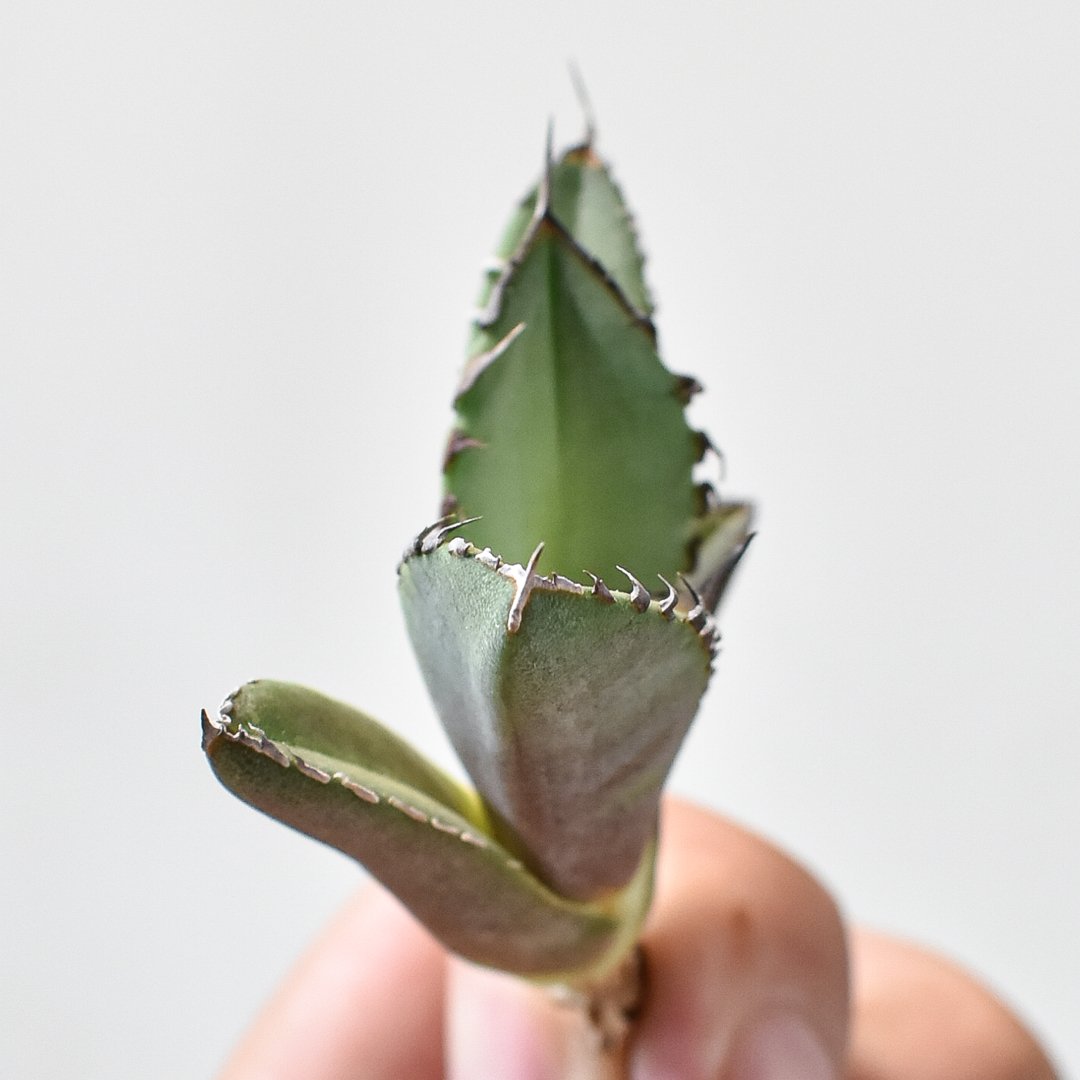 アガベ チタノタ DENNIS040 デニス040 