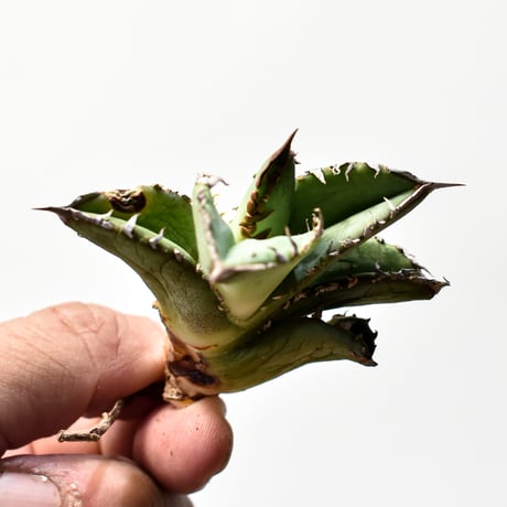 アガベ チタノタ "精品皇冠 / 精品クラウン"  【台湾国内著名な趣味家産/子株販売】PUPS01