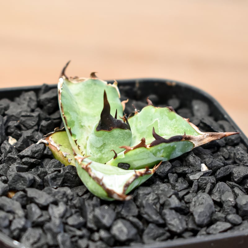 【105中株販売】　Dennis008 アガベ　チタノタ　オテロイ ✨Dennis 018✨ #チタノタ #アガベ #アガベチタノタ #シーザー