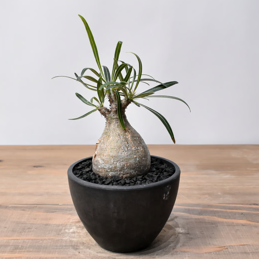 けん　パキポディウムグラキリス　銀肌 パキポディウム グラキリス RFHK25011536 | RAFLUM / ラフラム