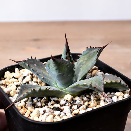 アガベ ハイブリット （パラサナ、イシスメンシス）× 曙光【台湾botanical_seeker産】A RF25011561