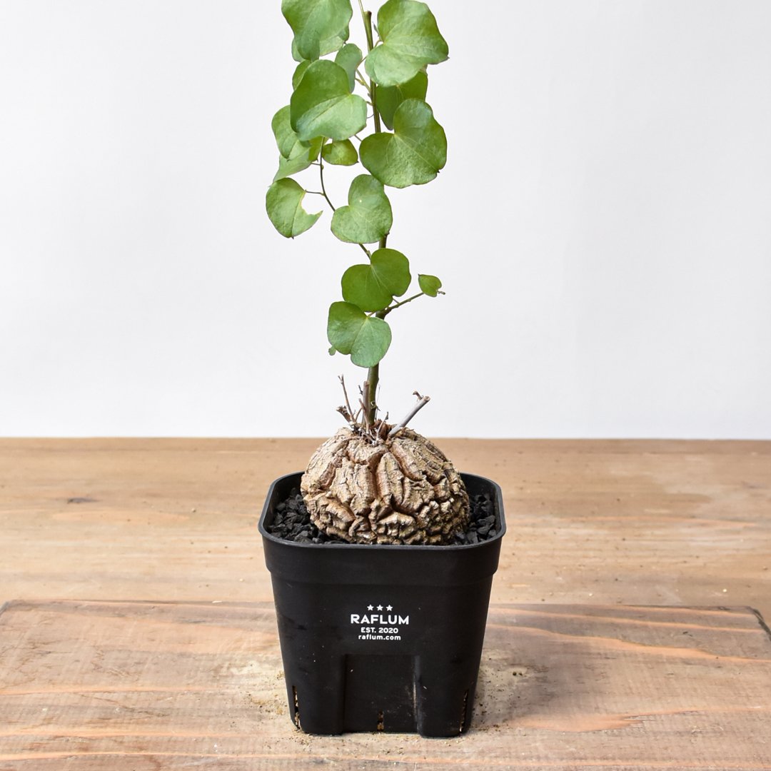 ディオスコレア・エレファンティペス