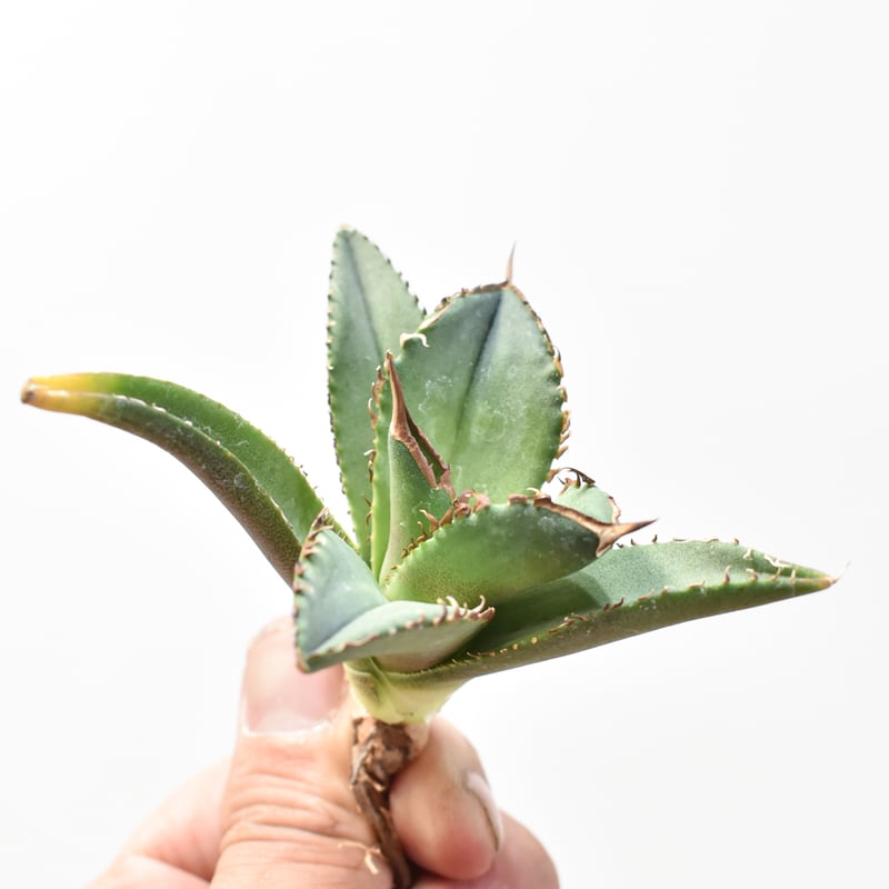 アガベ チタノタ DENNIS040 