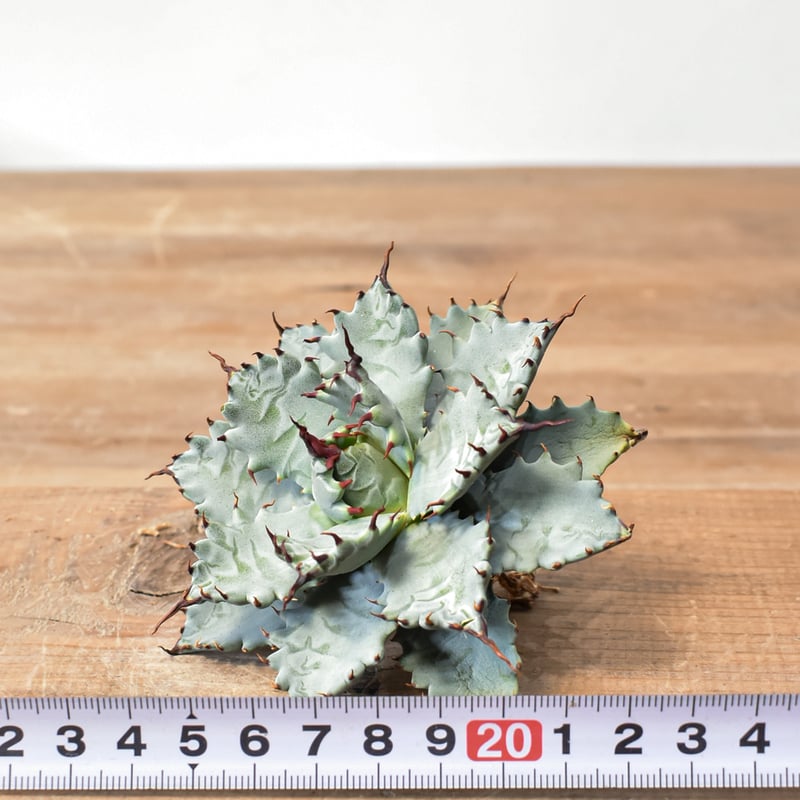 アガベ ハイブリット 特白肌怒雷神×象牙妖炎（陽炎エボリ）【台湾