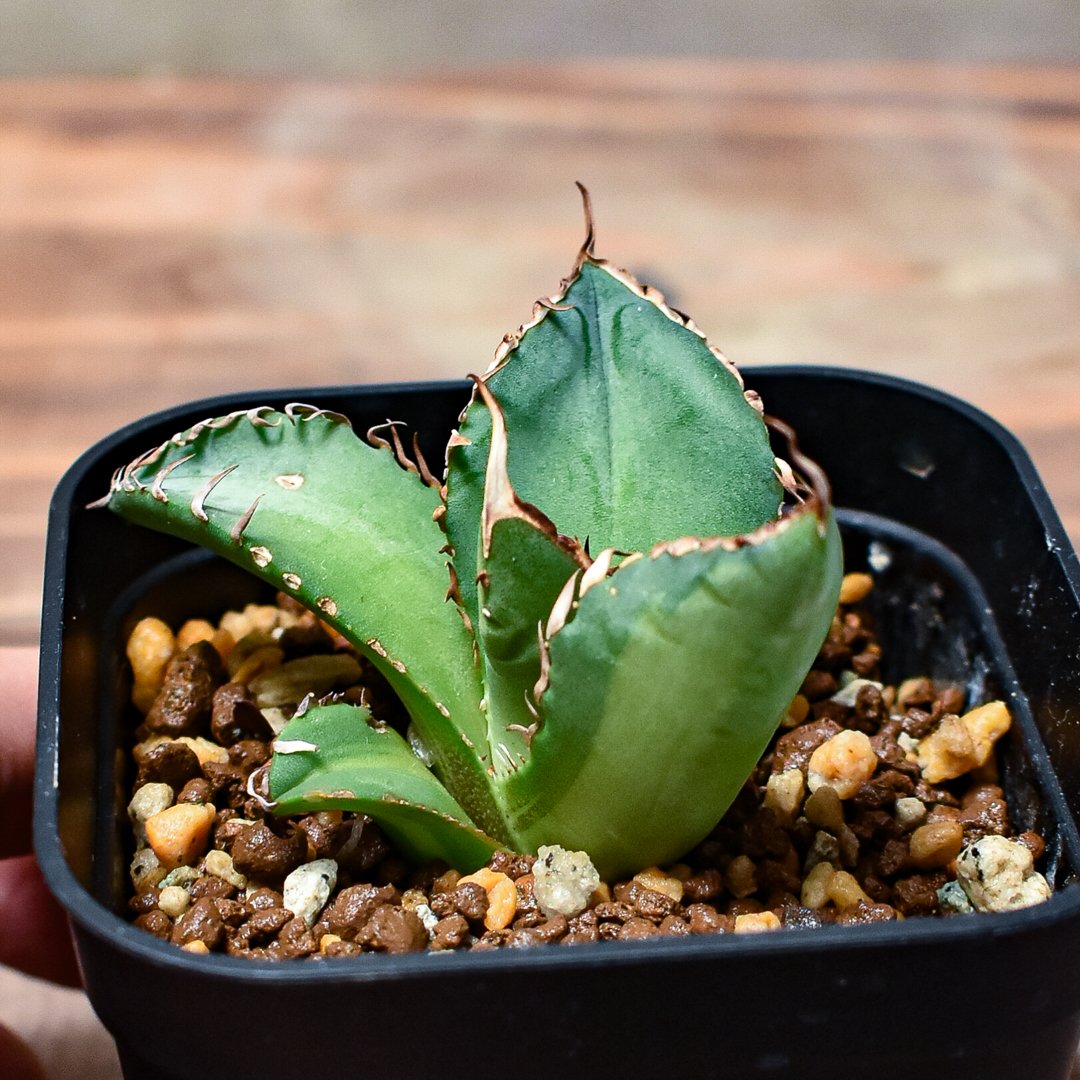 レア株】アガベ チタノタ 