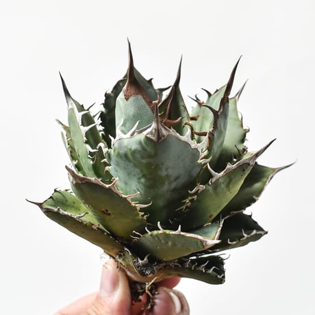 【国内実生最高峰】アガベ オテロイ【OSPセレクト株 / 抜き苗 / 実生】12