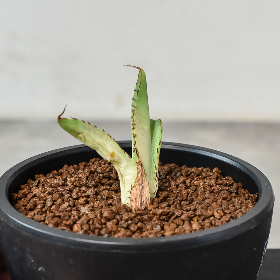 アガベ　チタノタ　イタリア株　子株 アガベ チタノタ 