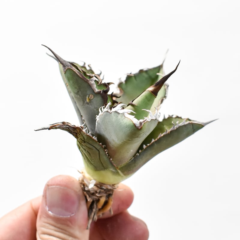 国内実生最高峰】アガベ オテロイ【OSPセレクト株 / 抜き苗 / 実生】47