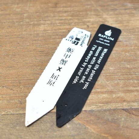 アガベ  ハイブリット "姫甲蟹×屈原"【台湾re_pplants産/実生/子株販売】RF25012296
