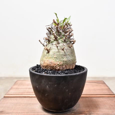 CATEGORY フォークイエリア | RAFLUM / ラフラム｜東京、大阪の