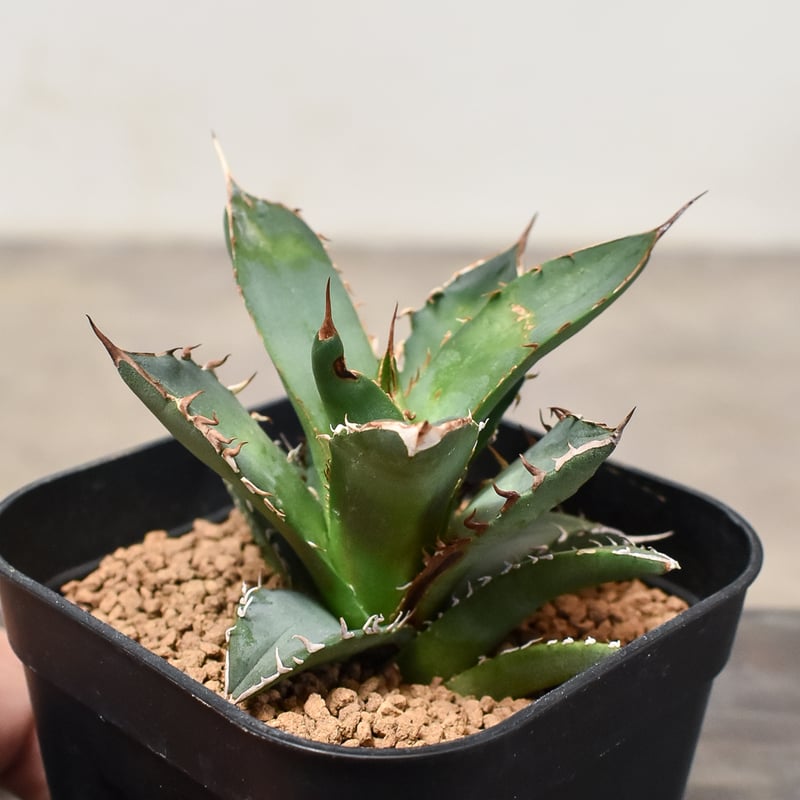 専用　US輸入株　アガベ　チタノタ　FO222　大かき仔　根あり　送料込み アガベ チタノタ 