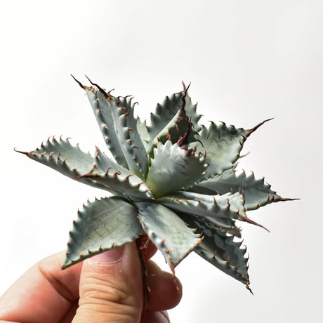 アガベ ハイブリット 特白肌怒雷神×象牙妖炎（陽炎エボリ）【台湾botanical_seeker産/選抜株】RF25011584