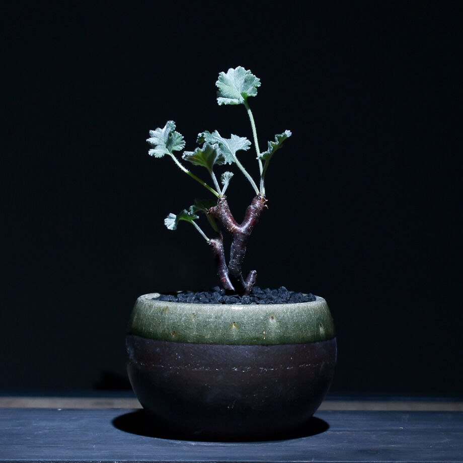 ペラルゴニウム ミラビレ 発根2年目 Pelargonium mirabile ペラルゴニム ミラビレ未発根を買うときに注意