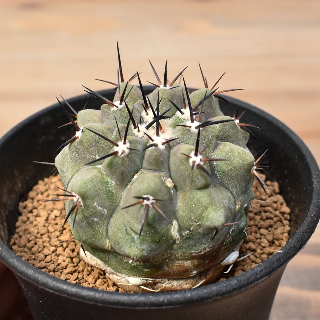 コピアポア シネレア 