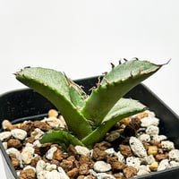 ブーファン ディスティチャ （発根済み）RF22468 | RAFLUM / ラフラム