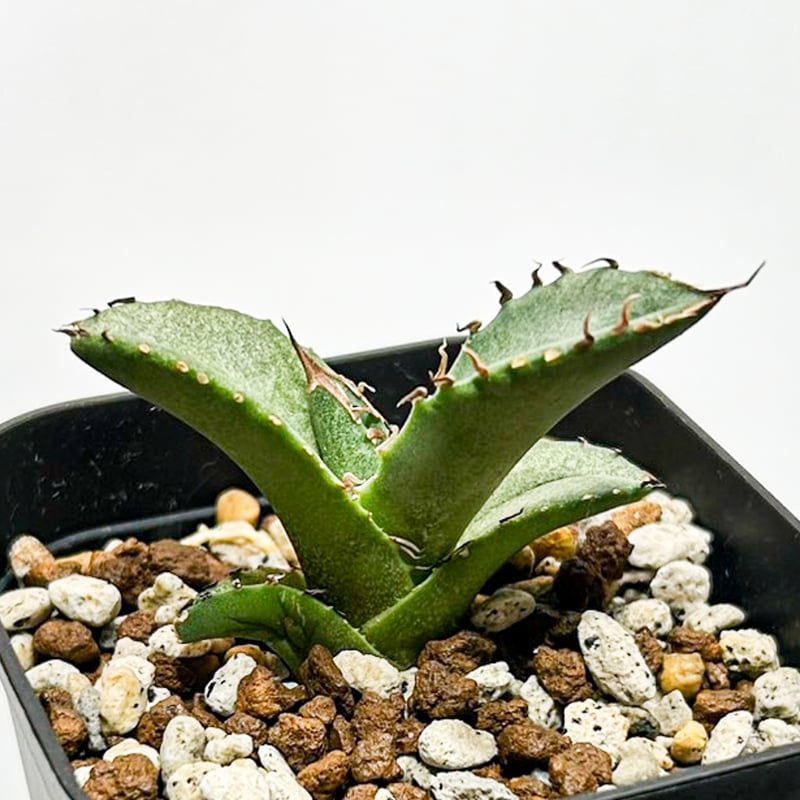 5CLAW】アガベ チタノタ 