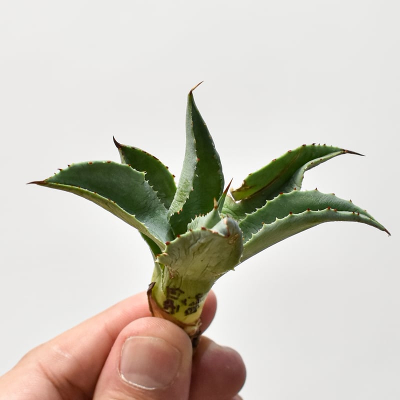 アガベ ハイブリット 