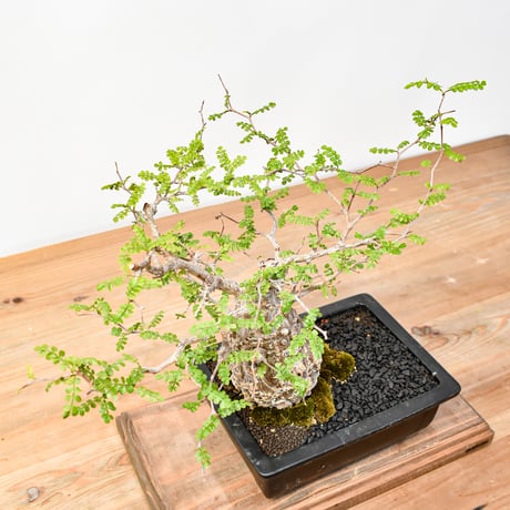 【“WACK” ON YOUR SIDE】オペルクリカリア パキプス WACK-A001