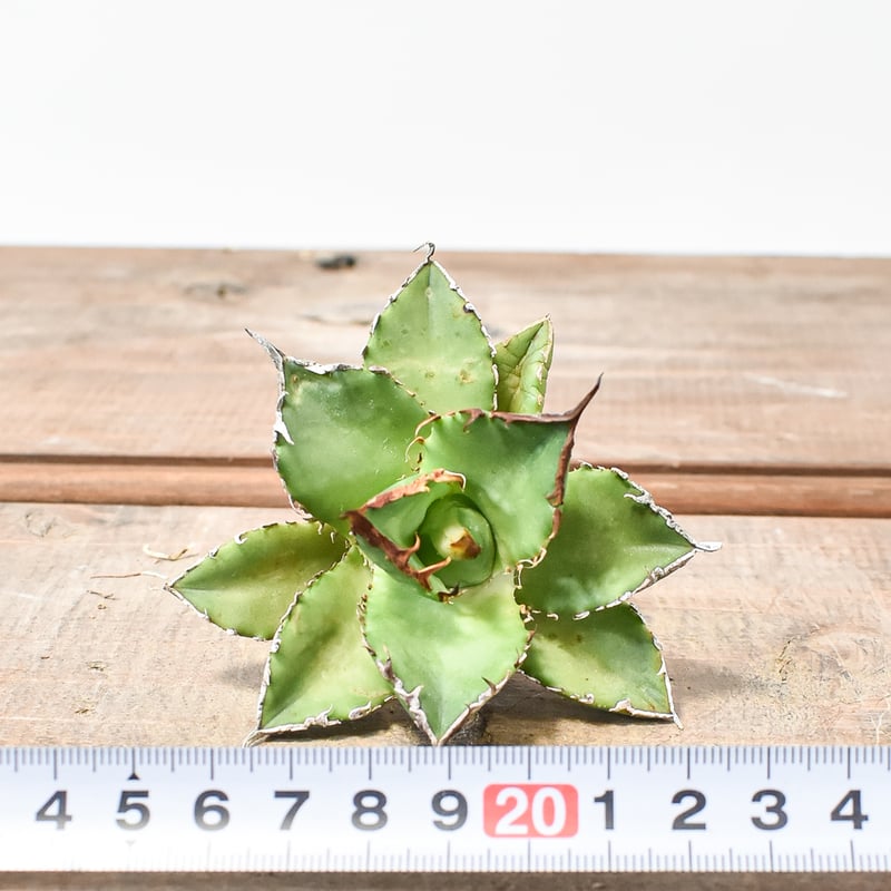 アガベ チタノタ ゼウス 