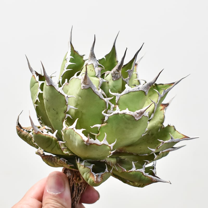 アガベ チタノタ 