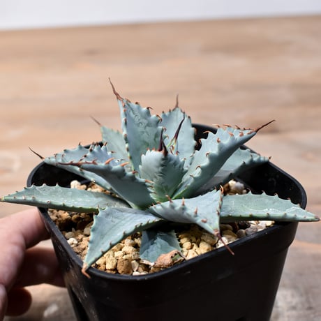 アガベ ハイブリット 日系イシスメンシス×象牙妖炎（陽炎エボリ）【台湾botanical_seeker産】RF25011410