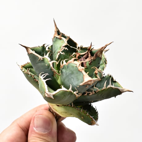 アガベdennis040 | STORES