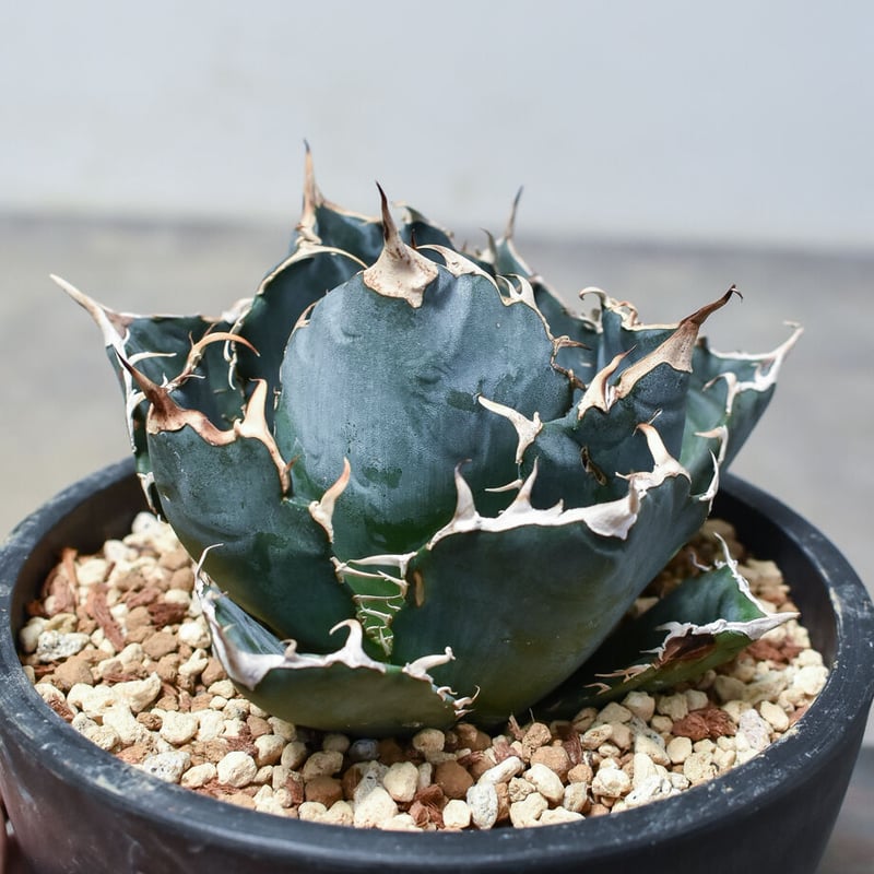 植物名　アガベ　チタノタ　白鯨　ダブルヘッド　観葉植物 植物名 アガベ チタノタ 白鯨 ダブルヘッド 観葉植物 アガベ 親株 二頭