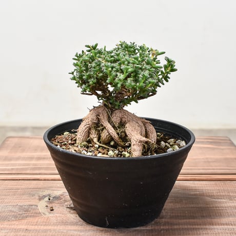 trichodiademabulbosu | STORES