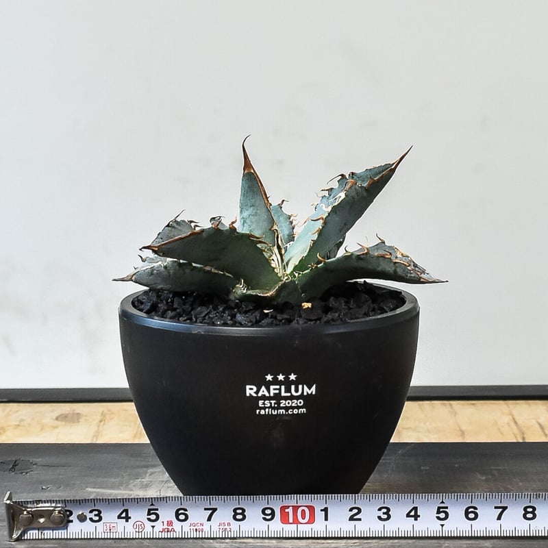 レアアガベ　チタノタ“ホワイトアイス” 超大株抜き苗発送 CATEGORY チタノタ ホワイトアイス | RAFLUM / ラフラム｜東京